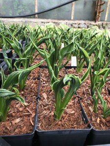 Funkia (Hosta) Hands Up zdjęcie 6