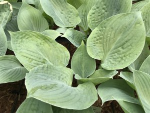 Funkia (Hosta) Blue Hawaii zdjęcie 2