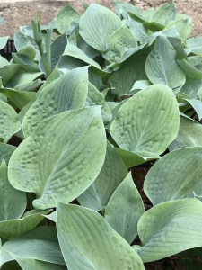 Funkia (Hosta) Blue Hawaii zdjęcie 3