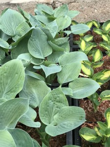 Funkia (Hosta) Blue Hawaii zdjęcie 4