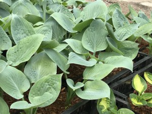 Funkia (Hosta) Blue Hawaii zdjęcie 5