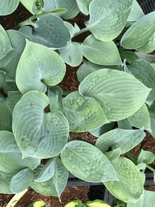 Funkia (Hosta) Blue Hawaii zdjęcie 6