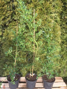 Prusznik (Ceanothus impressus) Victoria c3 zdjęcie sadzonki