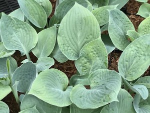 Funkia (Hosta) Blue Hawaii zdjęcie 7