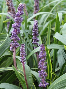 Liriope szafirkowe (Liriope muskari) Gold Banded zdjęcie 4