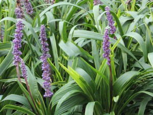 Liriope szafirkowe (Liriope muskari) Gold Banded zdjęcie 5