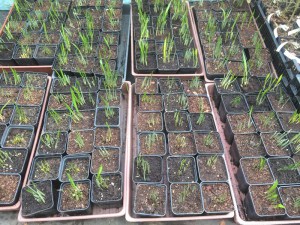 Czosnek niedźwiedzi (Allium ursinum) sadzonka 