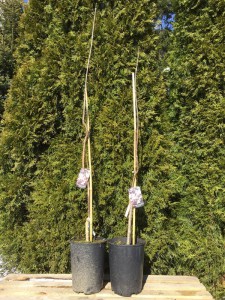 Katalpa, surmia (Catalpa x erubescens) Purpurea c7 zdjęcie sadzonki