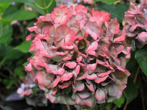 Hortensja ogrodowa (Hydrangea) Renate Steiniger c1 zdjęcie 9