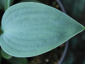 Funkia (Hosta) Hadspen Blue zdjęcie 3