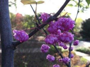 Judaszowiec kanadyjski (Cercis canadensis) Pink Pom Poms c4 zdjęcie 4