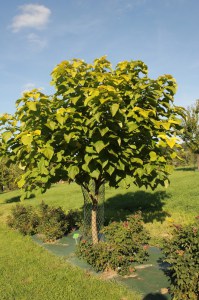 Katalpa, surmia (Catalpa bignonioides) Aurea na pniu c7 zdjęcie 4