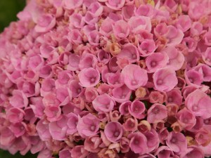 Hortensja ogrodowa (Hydrangea) Revolution c3 zdjęcie 6