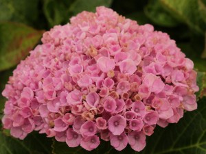Hortensja ogrodowa (Hydrangea) Revolution c3 zdjęcie 5