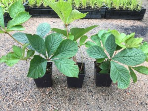 Rodgersia pierzasta (Rodgersia pinnata) Hercules zdjęcie sadzonki