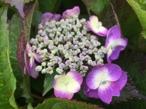 Hortensja ogrodowa (Hydrangea) Cotton Candy c4 zdjęcie 4