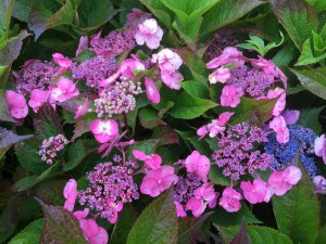 Hortensja ogrodowa (Hydrangea) Cotton Candy c4 zdjęcie 5