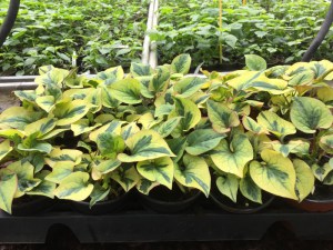 Tułacz pstry, Pstrolistka sercowata (Houttuynia cordata) Pied Piper zdjęcie sadzonki