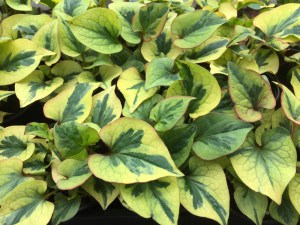 Tułacz pstry, Pstrolistka sercowata (Houttuynia cordata) Pied Piper zdjęcie 6
