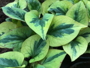 Tułacz pstry, Pstrolistka sercowata (Houttuynia cordata) Pied Piper zdjęcie 5