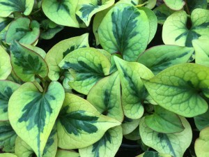 Tułacz pstry, Pstrolistka sercowata (Houttuynia cordata) Pied Piper zdjęcie 4