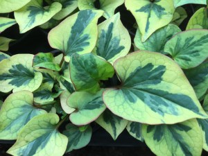 Tułacz pstry, Pstrolistka sercowata (Houttuynia cordata) Pied Piper zdjęcie 3