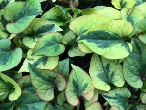 Tułacz pstry, Pstrolistka sercowata (Houttuynia cordata) Pied Piper zdjęcie 2