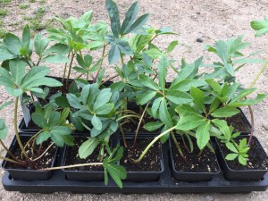 Ciemiernik biały (Helleborus niger) zdjęcie sadzonki