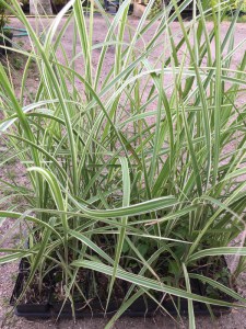 Miskant chiński (Miscanthus chinensis) Variegatus zdjęcie sadzonki