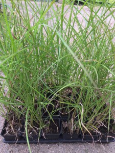 Miskant chiński (Miscanthus chinensis) Kleine Fontane zdjęcie sadzonki