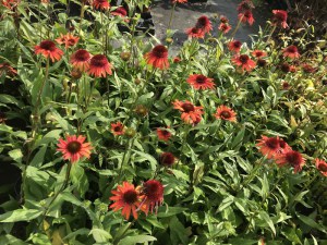 Jeżówka purpurowa (Echinacea) Carrot Cake zdjęcie 2