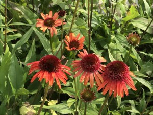 Jeżówka purpurowa (Echinacea) Carrot Cake zdjęcie 3