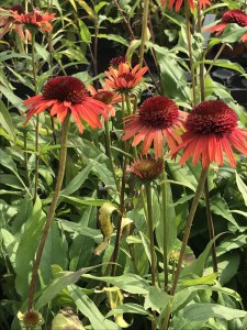 Jeżówka purpurowa (Echinacea) Carrot Cake zdjęcie 4