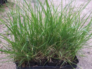 Trawa rozplenica japońska piórkówka (Pennisetum) Magic zdjęcie sadzonki