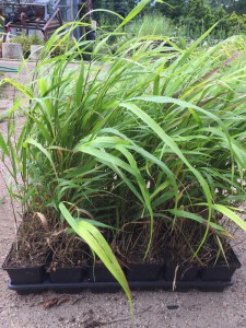 Trawa bambusowa (Hakonechloa macra) Nicolas zdjęcie sadzonki