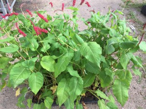 Rdest himalajski (Persicaria) JS Caliente zdjęcie sadzonki