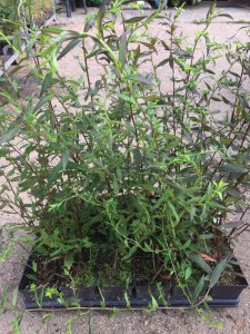 Aster bocznolistny (Aster lateriflorus) Lady in Black zdjęcie sadzonki