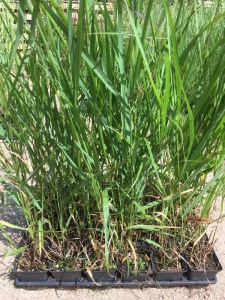 Proso rózgowate (Panicum virgatum) Heavy Metal zdjęcie sadzonki