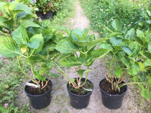 Hortensja ogrodowa (Hydrangea) Spike c3 zdjęcie sadzonki
