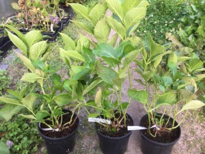 Hortensja ogrodowa (Hydrangea) Homigo c3 zdjęcie sadzonki
