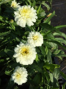 Jastrun (Leucanthemum) Macaroon zdjęcie 2