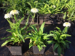 Jastrun (Leucanthemum) Macaroon zdjęcie sadzonki