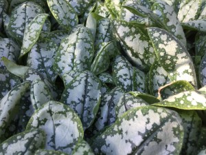 Miodunka (Pulmonaria) Moonshine zdjęcie 2
