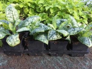 Miodunka (Pulmonaria) Moonshine zdjęcie sadzonki
