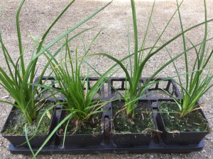 Trytoma (Kniphofia) Redhot Popsicle zdjęcie sadzonki