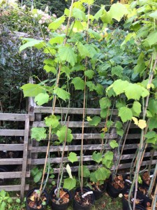 Klon zielonokory (Acer tegmentosum) c3 zdjęcie sadzonki