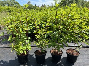 Hortensja bukietowa (Hydrangea) Fraise Melba c2 zdjęcie sadzonki