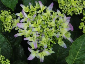 Hortensja  Early Blue, Hortensja niebieska c3 zdjęcie 6