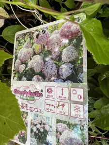 Hortensja drzewiasta Candybelle Bubblegum c3 zdjęcie 2