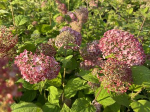 Hortensja drzewiasta Candybelle Bubblegum c3 zdjęcie 3